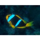 Amphiprion chrysopterus Cuvier, 1830