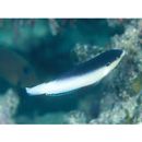 Anampses neoguinaicus Bleeker, 1878