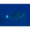 Melichthys vidua (Richardson, 1845)