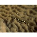 Eviota sebreei Jordan et Seale, 1906