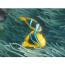 Amphiprion chrysopterus Cuvier, 1830