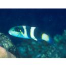 Thalassoma nigrofasciatum Randall, 2003