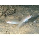 Amblygobius sp. A of Suzuki (2004)