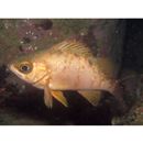 Sebastes inermis species complex