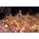 Scorpaenopsis cirrosa (Thunberg, 1793)