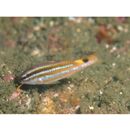 Parupeneus spilurus (Bleeker, 1854)