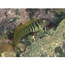 Omobranchus elegans (Steindachner, 1876)