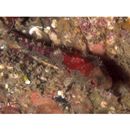 Furcina osimae Jordan et Starks, 1904