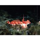 Neosynchiropus rubrovinctus (Gilbert, 1905)