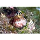 Mimoblennius atrocinctus (Regan, 1908)