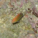 Pomacentrus bankanensis Bleeker, 1853