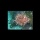 Chaetodermis penicilligera (Cuvier, 1816)