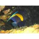 Pomacanthus maculosus (Forsskal, 1775)