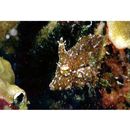 Monacanthidae, indet. gen. & sp