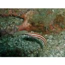 Hologymnosus rhodonotus Randall et Yamakawa, 1988