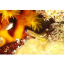 Trimma caudipunctatum Suzuki et Senou, 2009