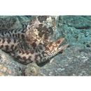 Gymnothorax chilospilus Bleeker, 1865