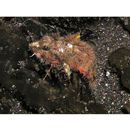 Minous pusillus Temminck et Schlegel, 1844