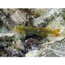 アカヒレハダカハゼ