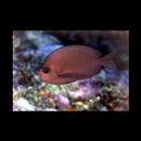 Hemitaurichthys thompsoni Fowler, 1923