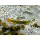 アカヒレハダカハゼ