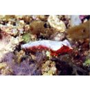 Neosynchiropus morrisoni (Schultz, 1960)