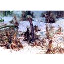 Heteroconger perissodon Bohlke et Randall, 1981