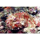 Scorpaenopsis macrochir Ogilby, 1910