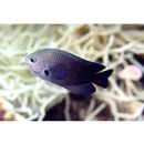 Pomacentrus brachialis Cuvier, 1830