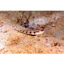 Gobiidae, indeterminate genus et species