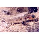 Gobiidae, indeterminate genus et species