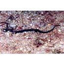 Syngnathidae, indet. gen. & sp