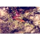 Trimma hollemani Winterbottom, 2016