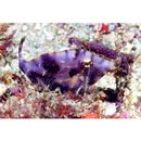 Monacanthidae, indet. gen. & sp