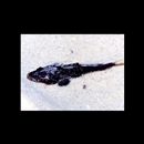 Platycephalidae, indet. gen. & sp