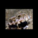 Signigobius biocellatus Hoese et Allen, 1977