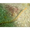 Corythoichthys haematopterus (Bleeker, 1851)