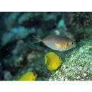 Siganus woodlandi Randall et Kulbicki, 2005