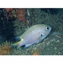 Chromis katoi Iwatsubo et Motomura, 2018