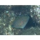 Balistapus undulatus (Park, 1797)