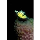 Balistoides viridescens (Bloch et Schneider, 1801)