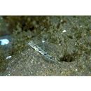 Vanderhorstia sp. 4 of Suzuki in Senou, ed. (2004)