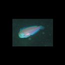 Iniistius verrens (Jordan et Evermann, 1902)