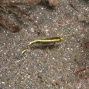 Diagramma pictum (Thunberg, 1792)