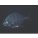 Carangoides coeruleopinnatus (Ruppell, 1830)