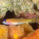 Trimma caudipunctatum Suzuki et Senou, 2009