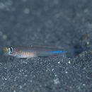 Vanderhorstia cyanolineata Suzuki et Chen, 2013