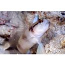 Amblyeleotris gymnocephala (Bleeker, 1853)