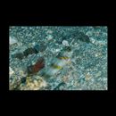 Vanderhorstia kizakura Iwata, Shibukawa et Ohnishi, 2007