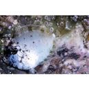 Naso unicornis (Forsskal, 1775)